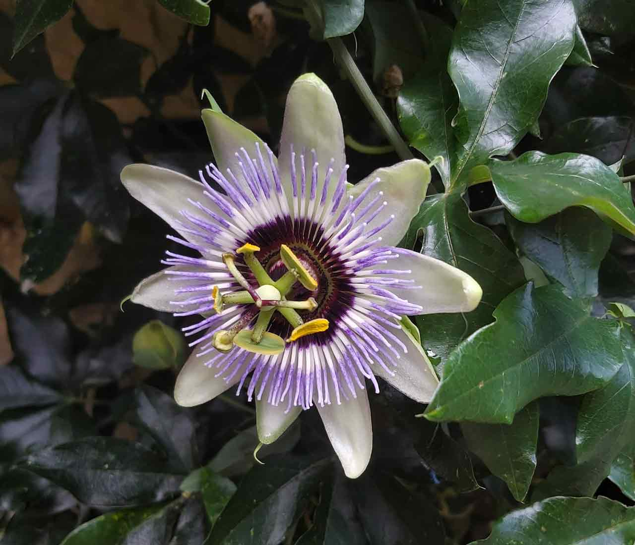 Fleur de passiflore dans le jardin de La Passiflore à Azé près de Cluny.