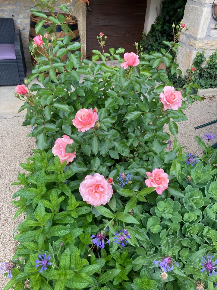 La Passiflore Azé