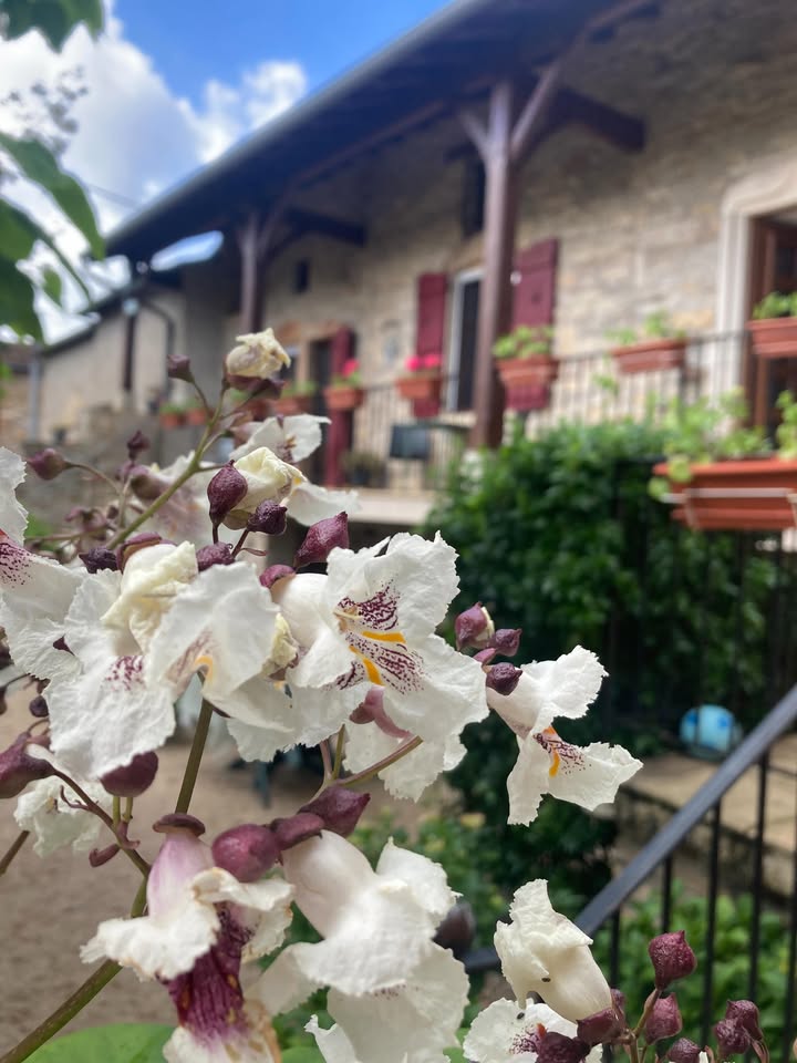 La Passiflore Azé