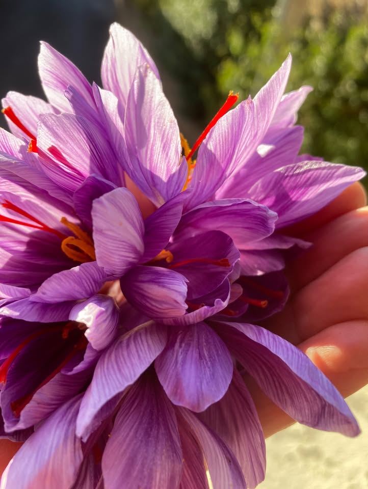 La Passiflore Azé